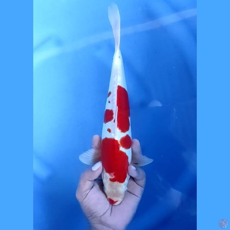 (30CM) DOITSU MURNIIIIIII -M
