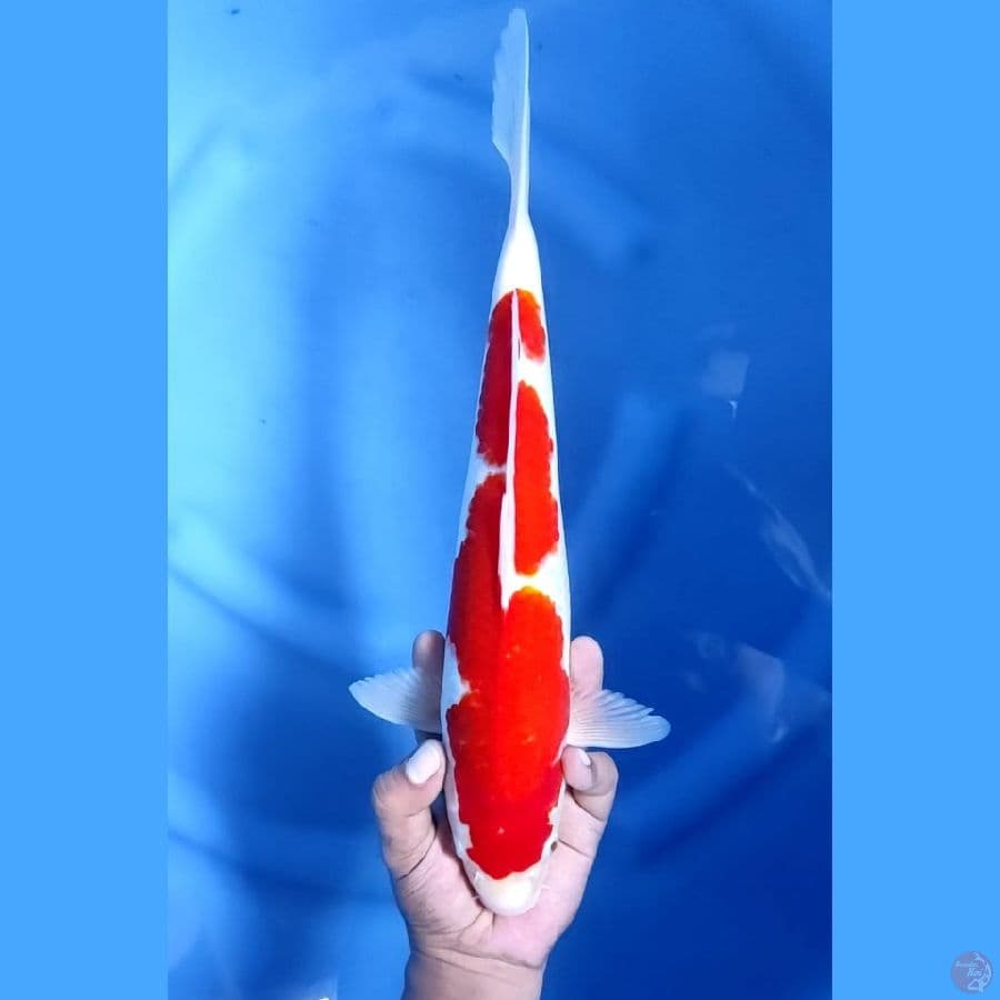 (35CM) INAZUMA MANTAP -F