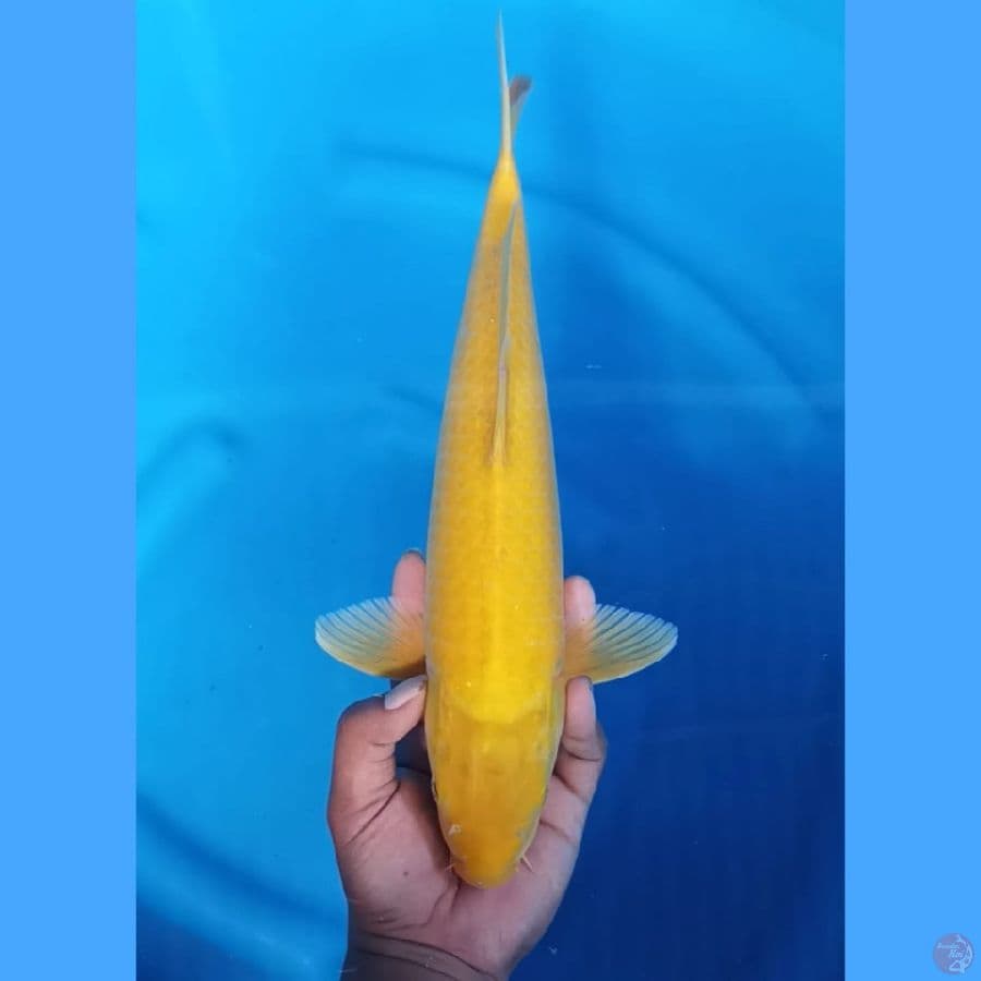 (39CM) KARASHI MATA MERAH -F