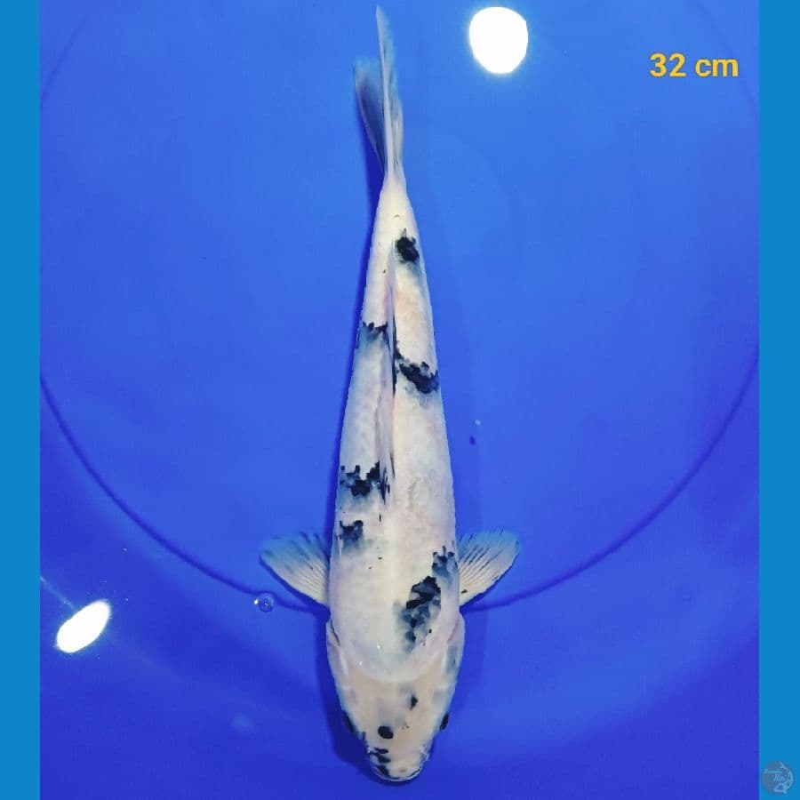 Shiro male 32 cm
