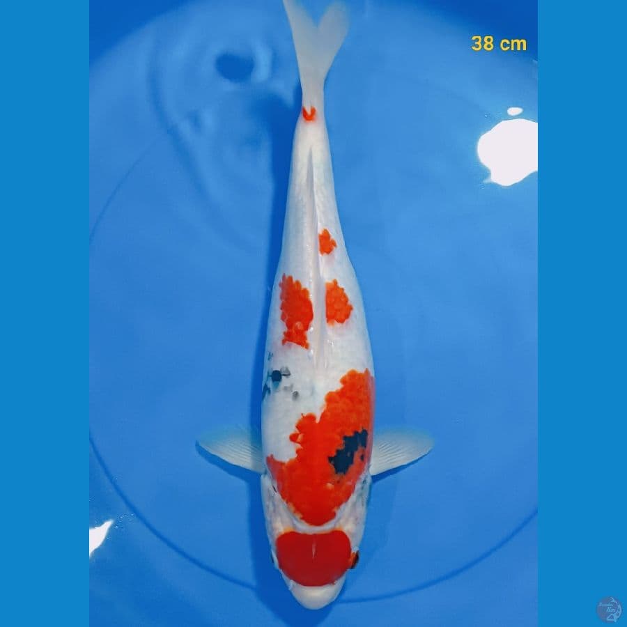 Maruten munuk 38 cm