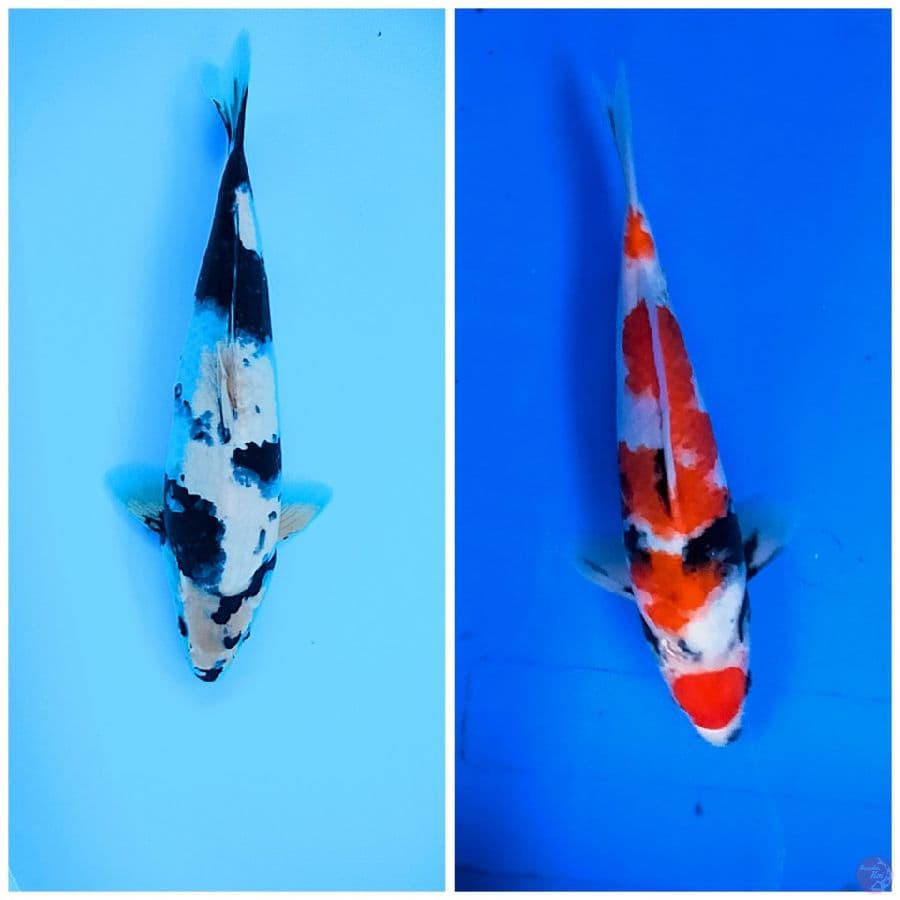 Showa 30cm .. Shiro 35cm.. All Male