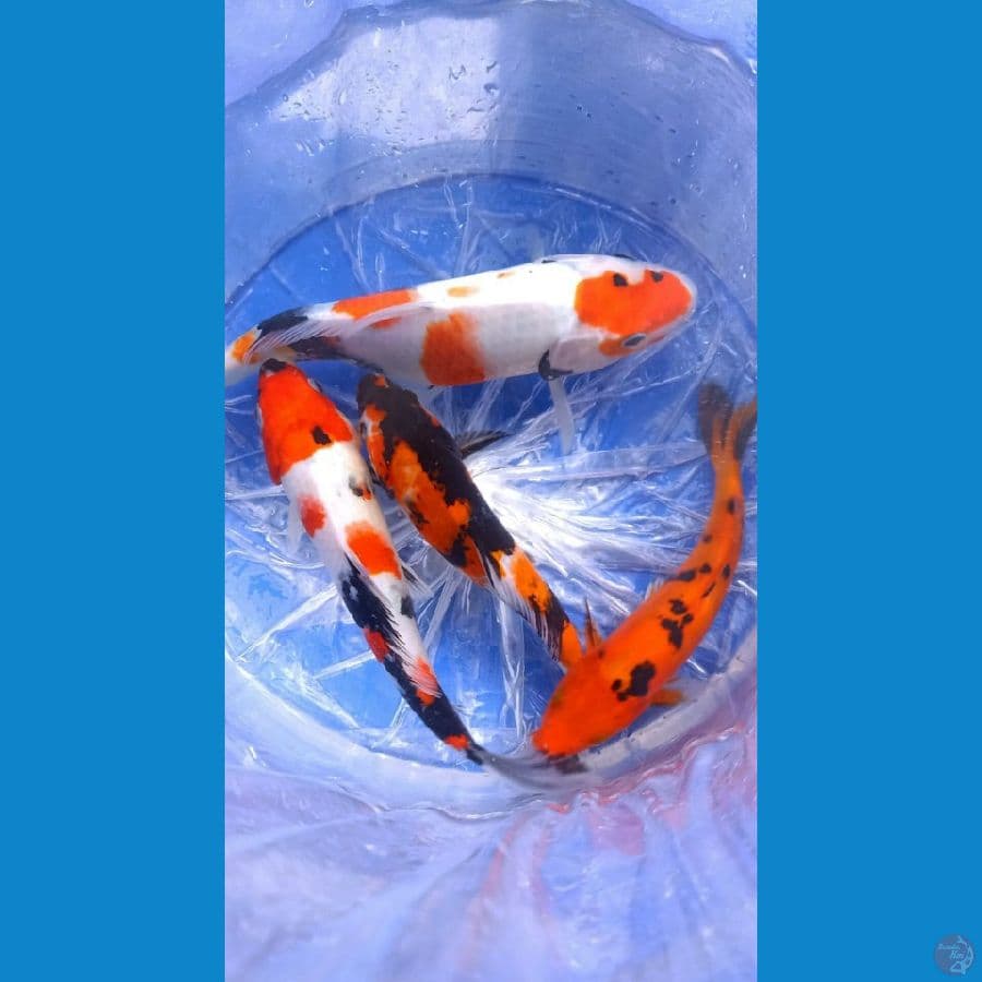 mix akabeko doit maruten show hi showa sz 24-30