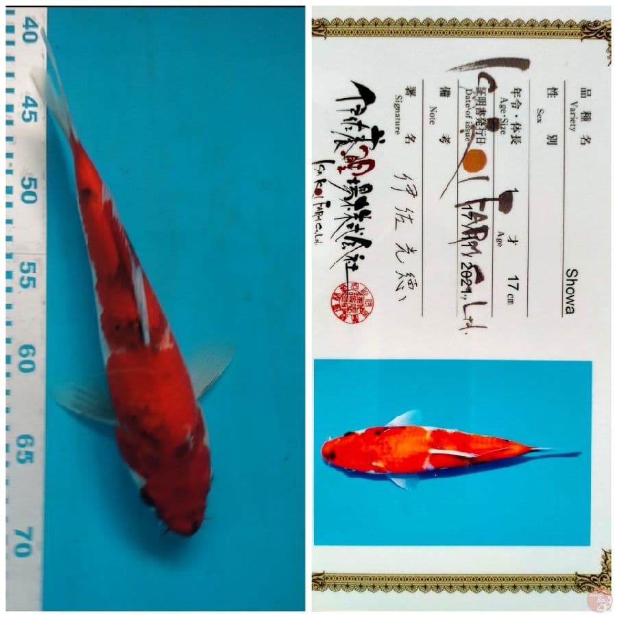 Showa Import Farm ISA 28cm
