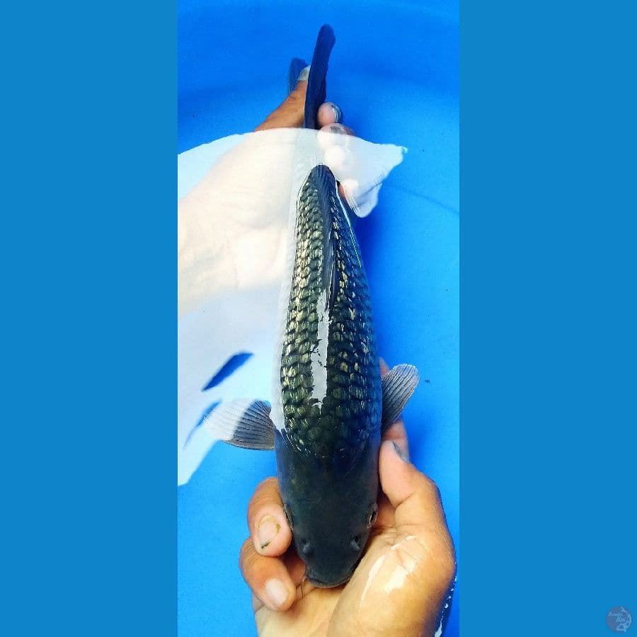 black diamond badak air 30 cm