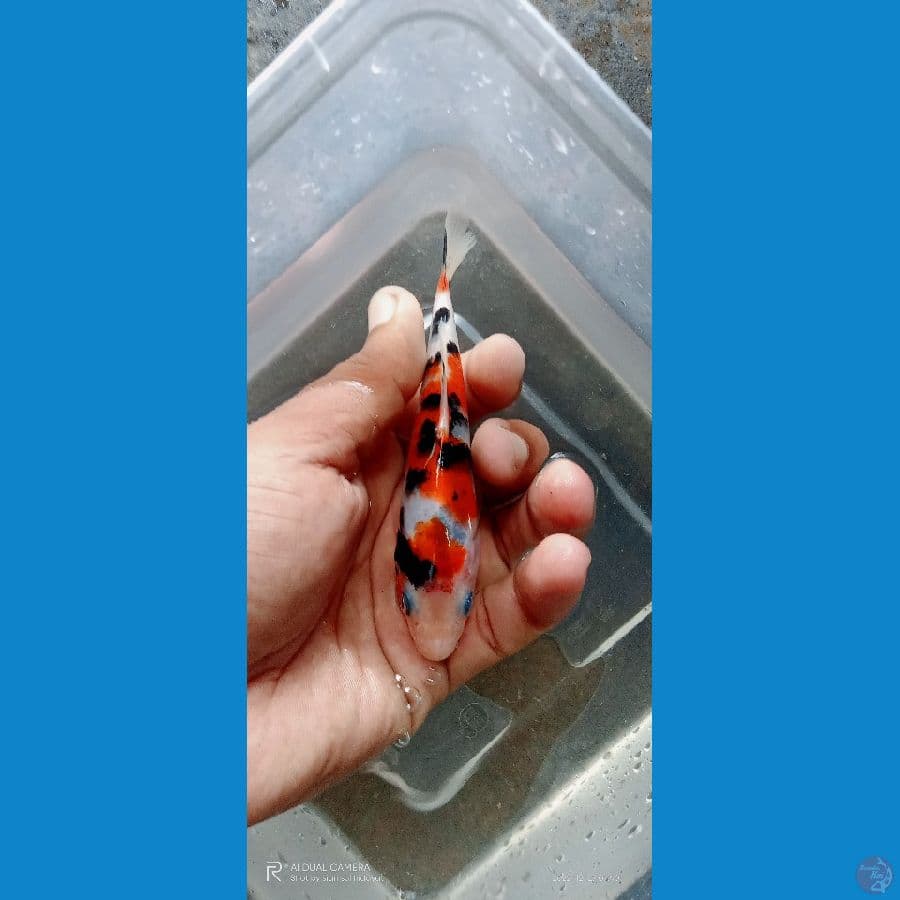 sanke 14 cm spesial kontes show