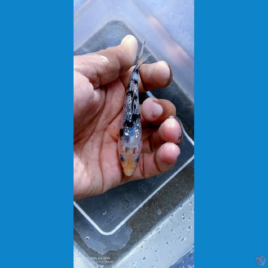 bekko ginrin 10cm spesial show