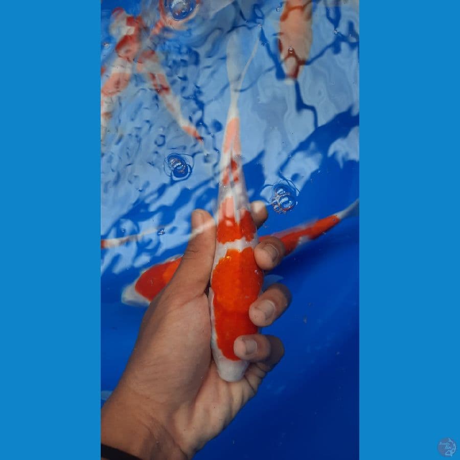 kohaku 21 cm
