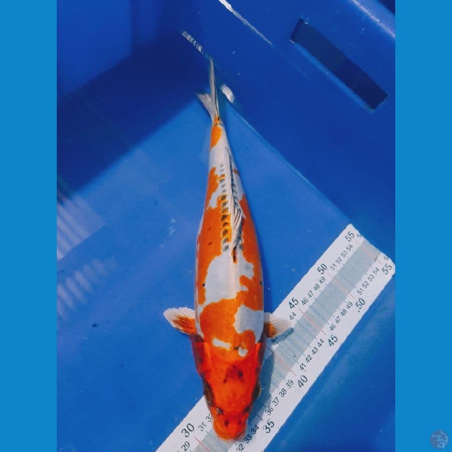 Kikokuryu 35 cm female