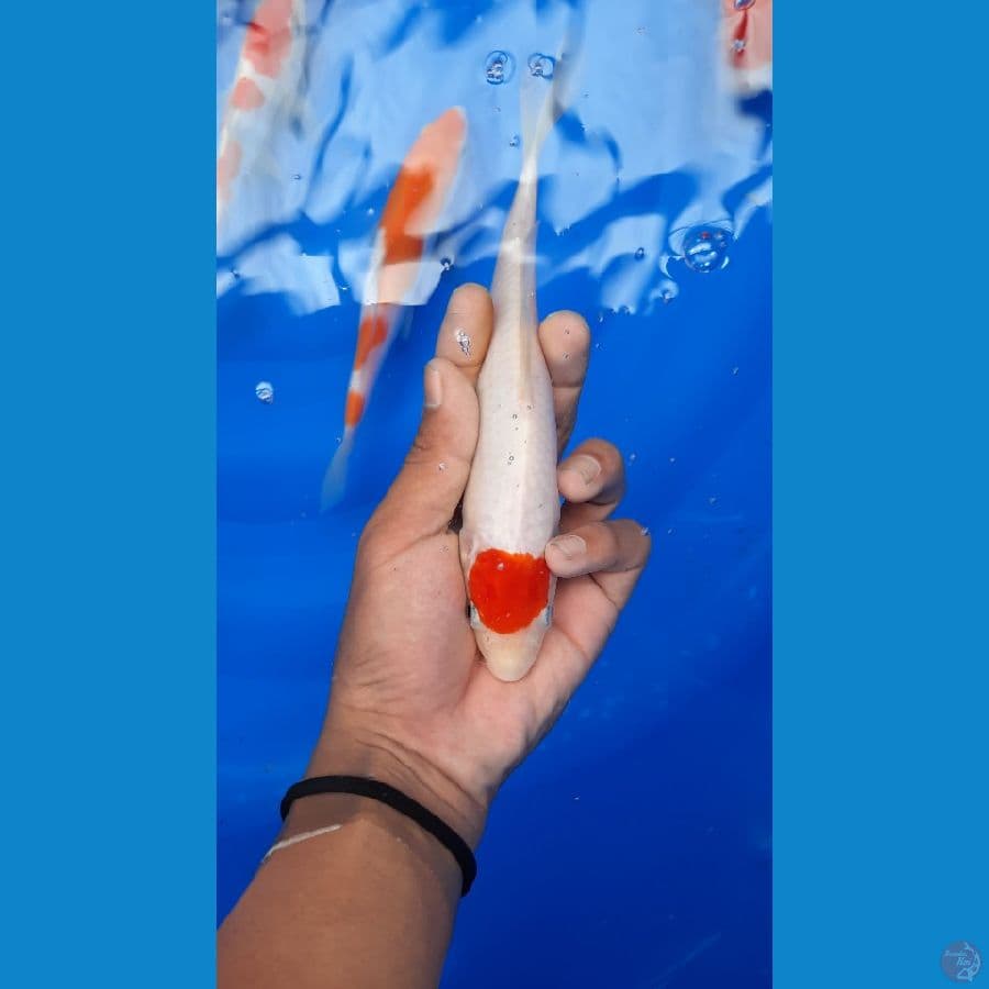 tancho kohaku 21 cm