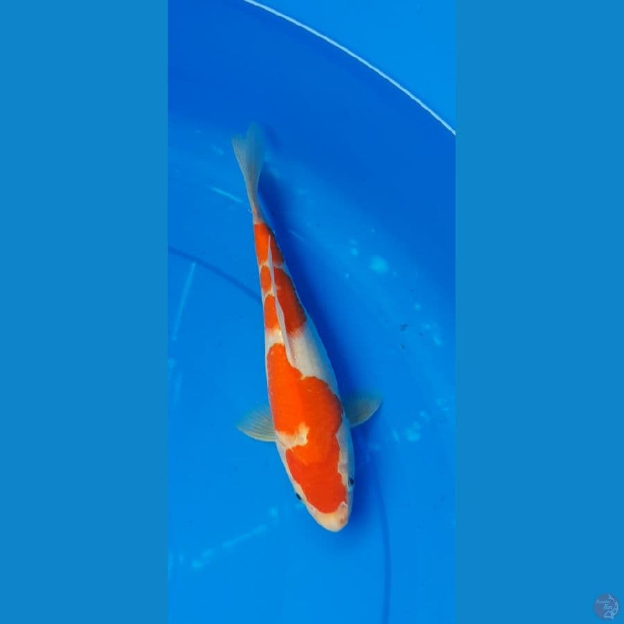 kohaku 25cm