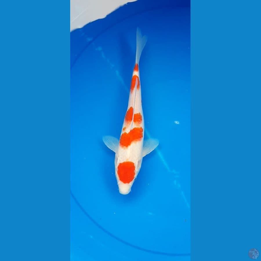 Kohaku 26cm .fm