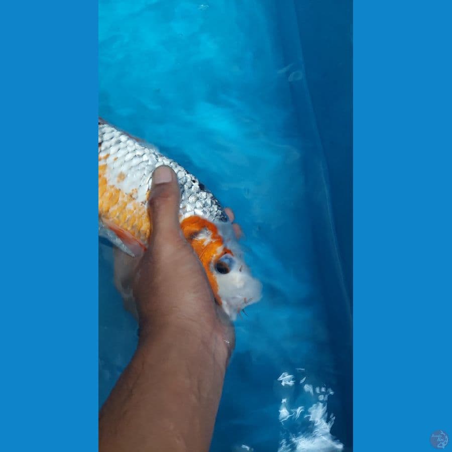Asagi Jumbo Tosai Calon Punuk 32cm