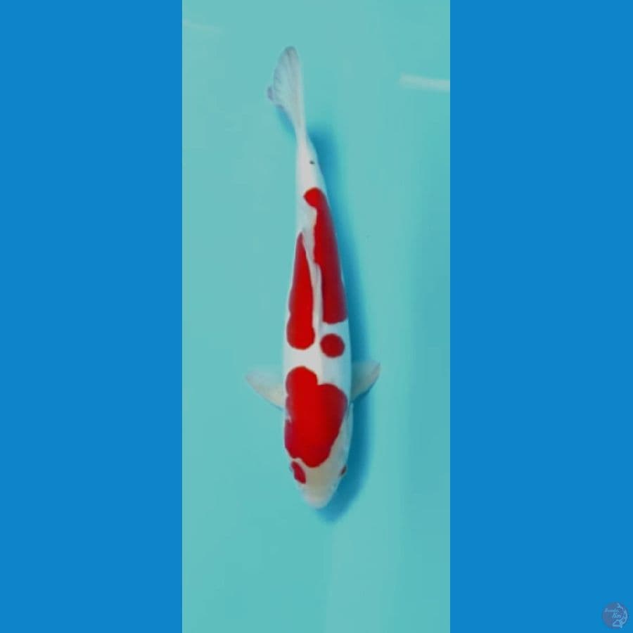 34cm doitsu murni