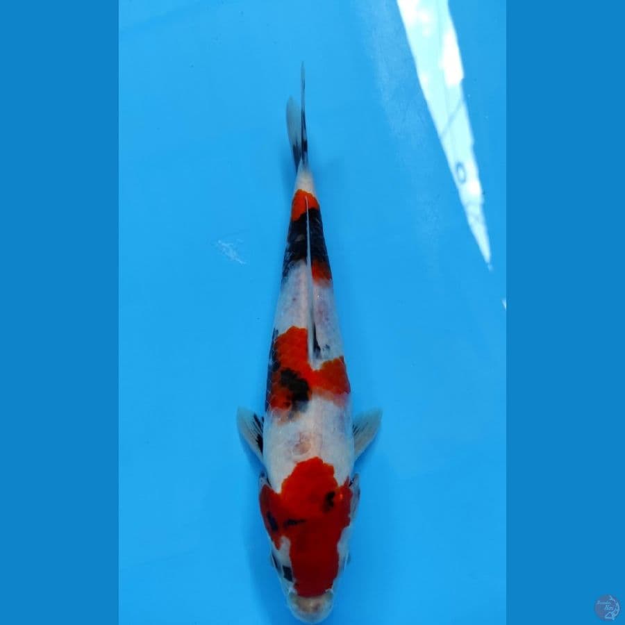 25cm male