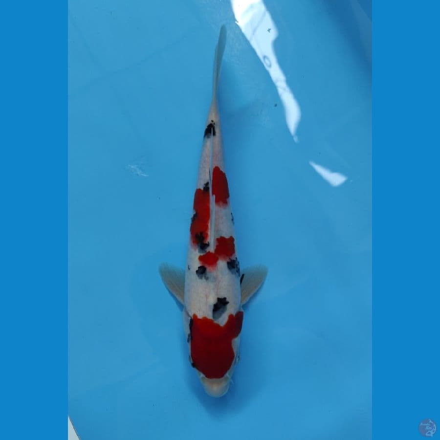 sanke 25cm male