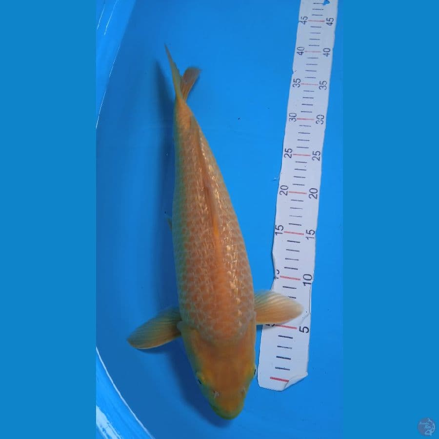 cagoi caramel size 42cm famele