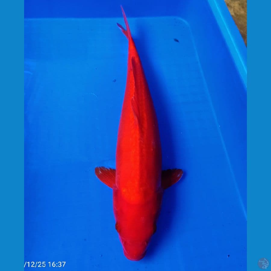40up benigoii superred tembus