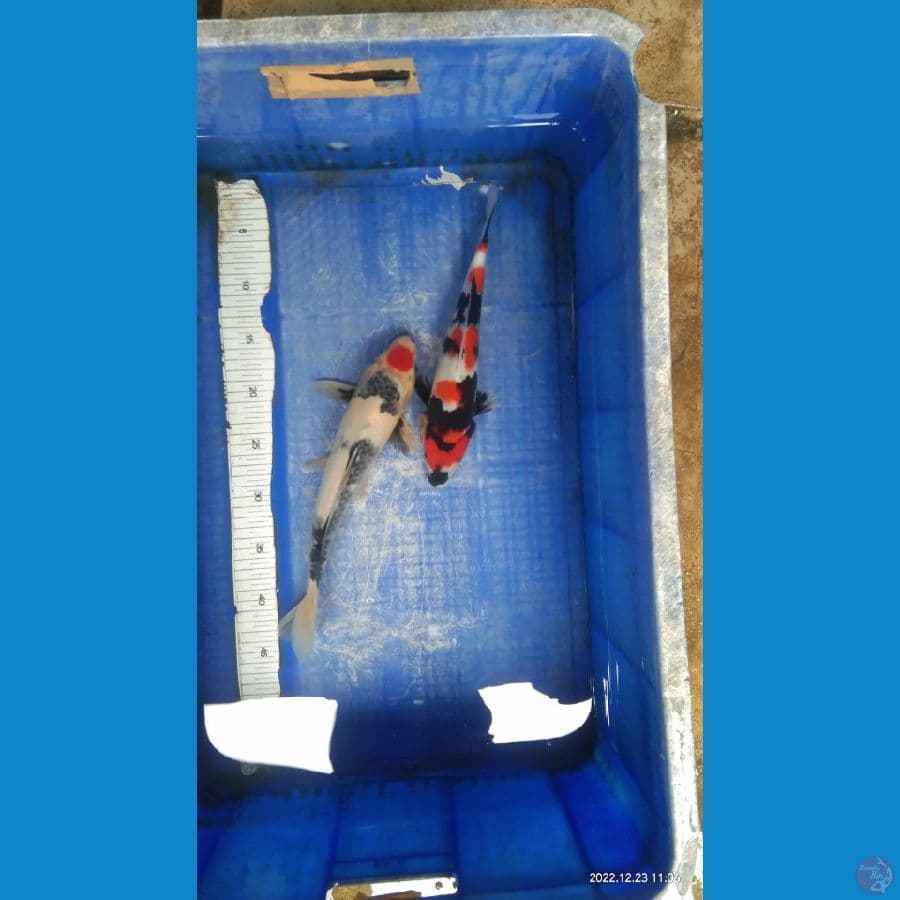 showa 27 cm tnco sw 31 cm