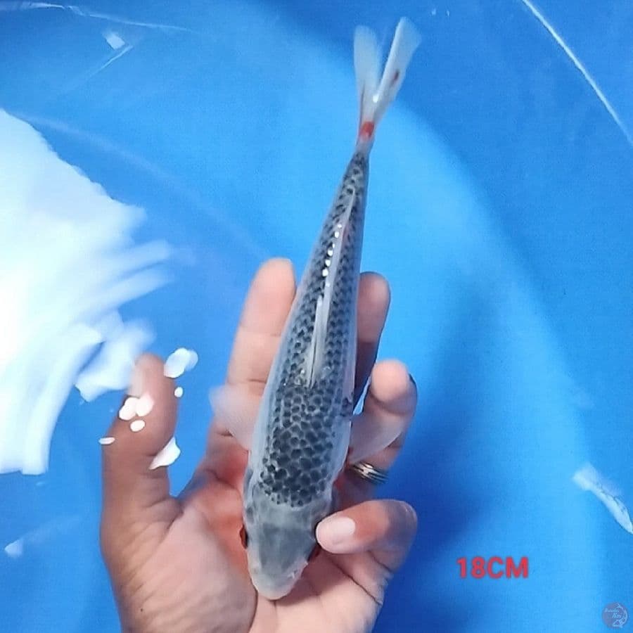 Konjo Asagi 18CM