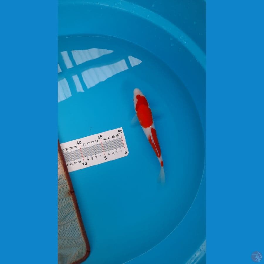 Kohaku 23 cm