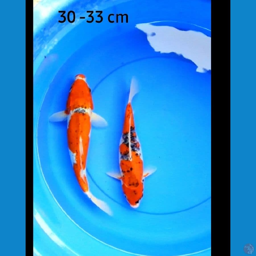 Goshiki 30 ,33 cm