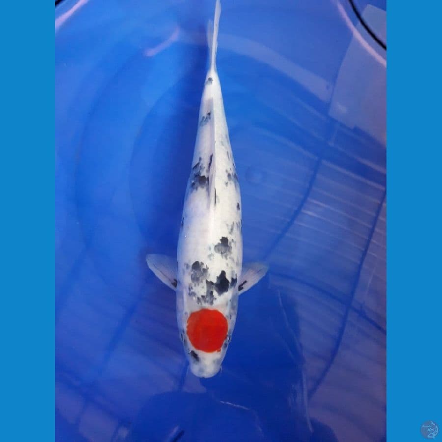 Tanco Showa 35 cm