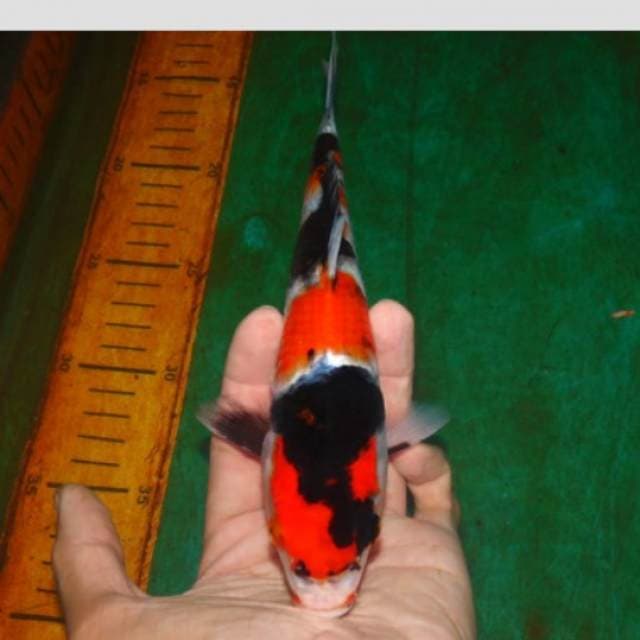 showa petir 25cm