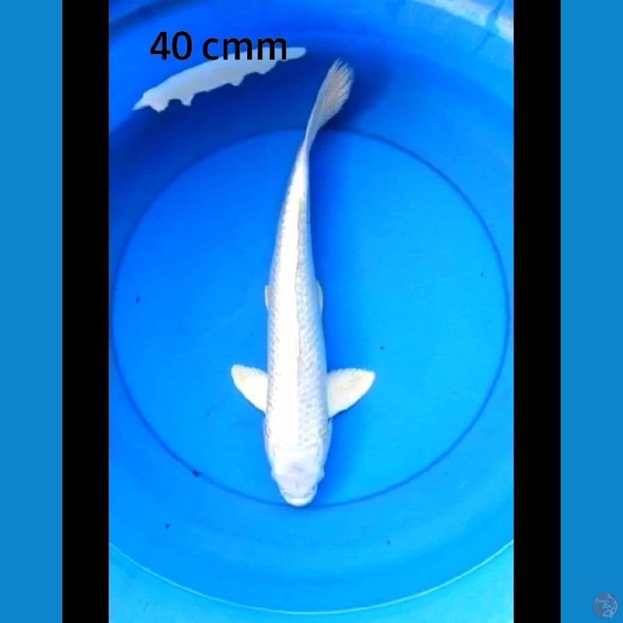 Platinum ginrin 40 cm male