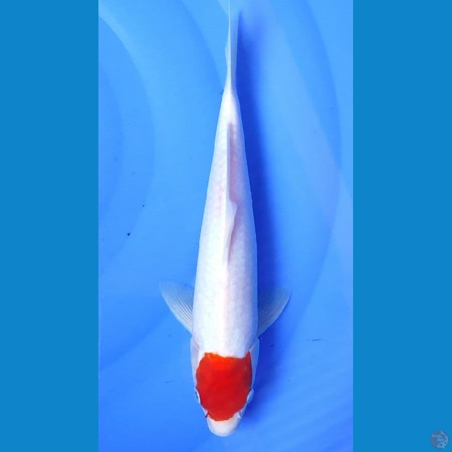 Tancho Kohaku. 30cm. male