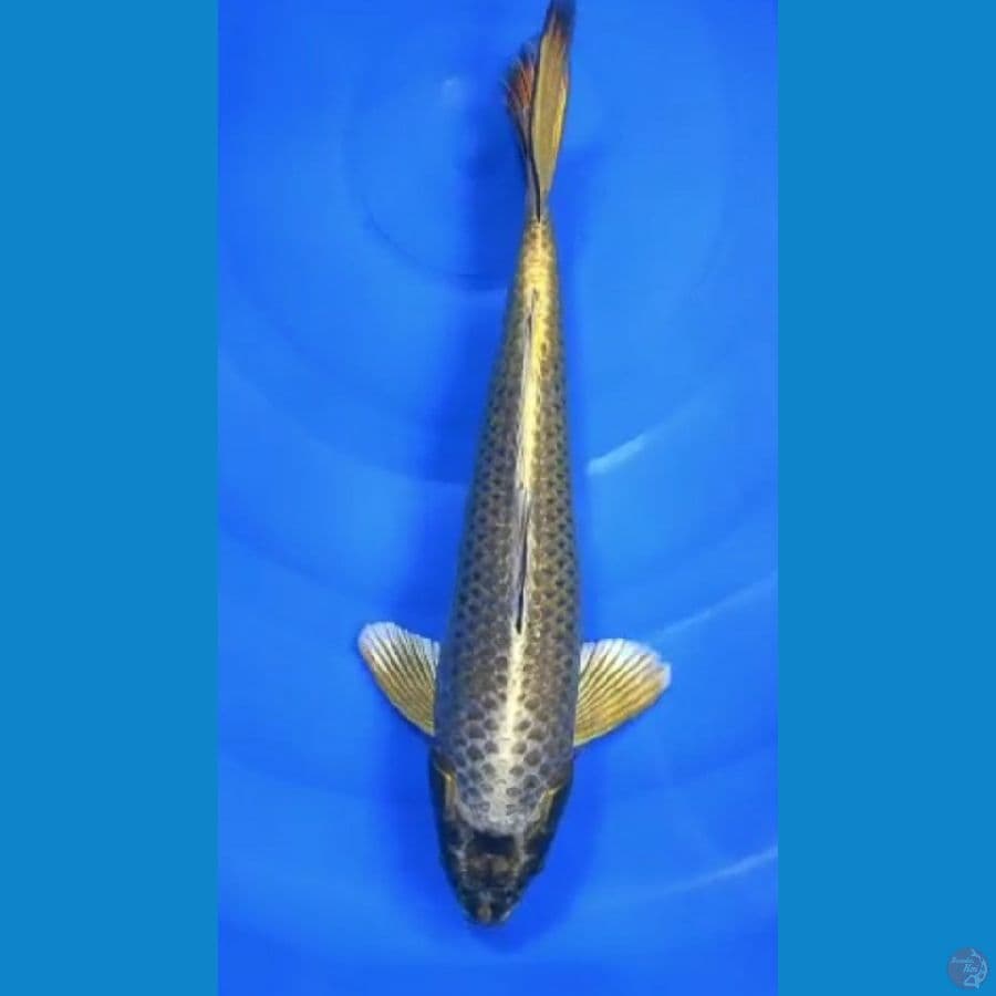 Gold Mukasi.. 36cm.fm