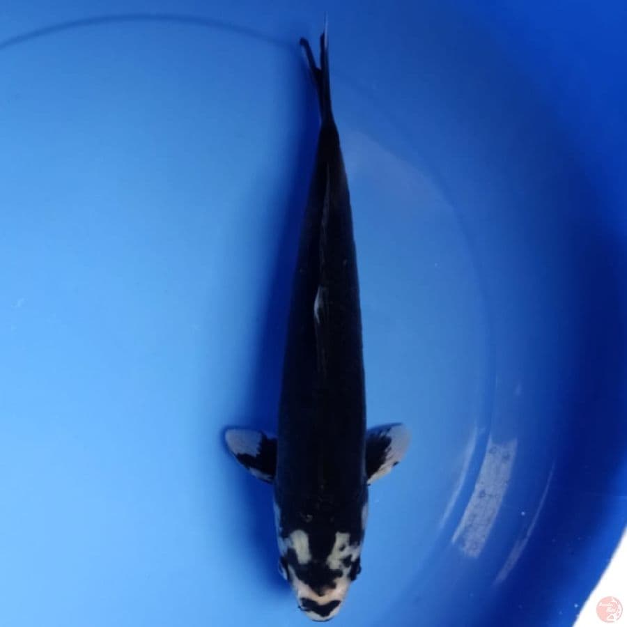 kumon 33cm