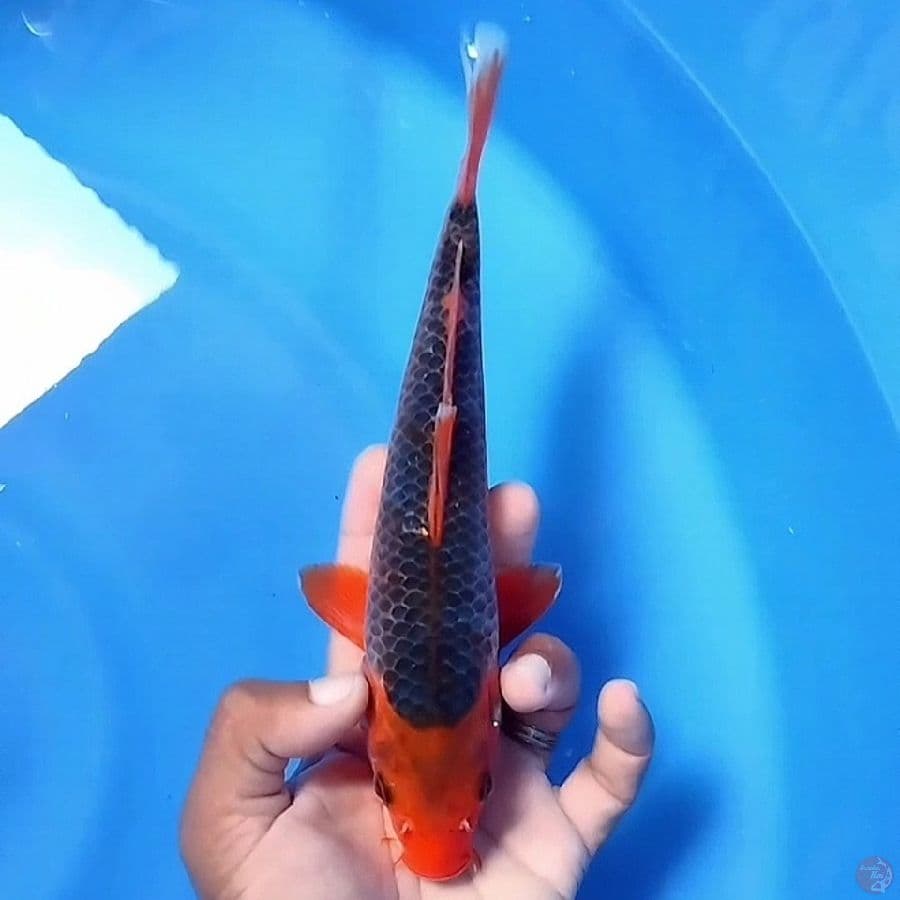 SQ - Akamatsuba 23CM