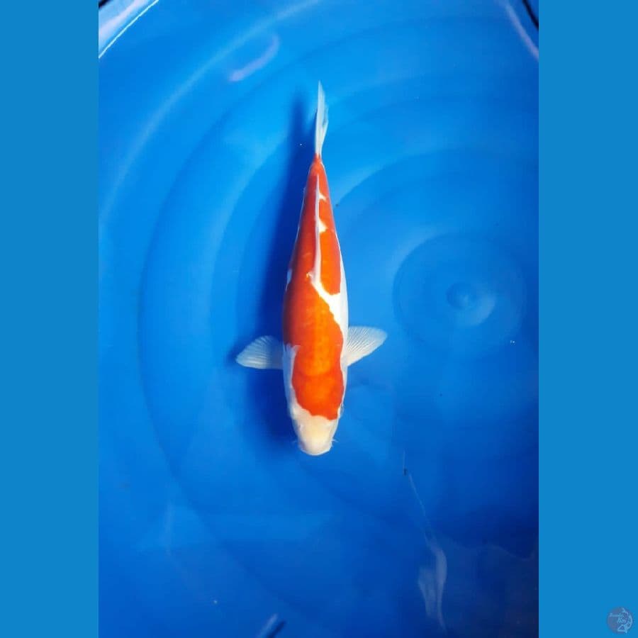 Kohaku doitsu male 35bu
