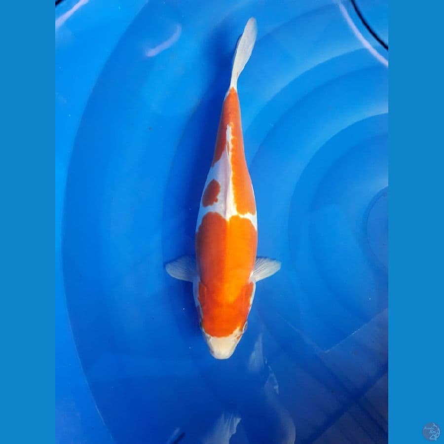 Kohaku doitsu gendong siap broll 35 cm