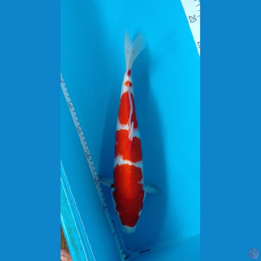 Kohaku Merah Strong F 36cm