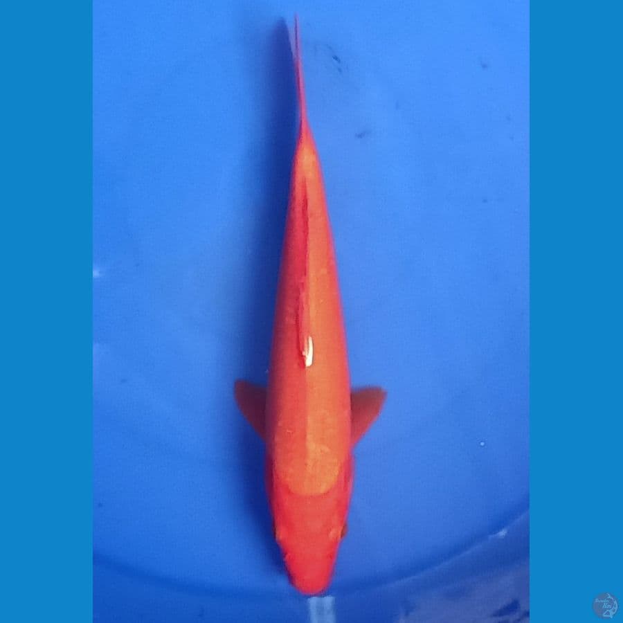 Benigoi | 28cm
