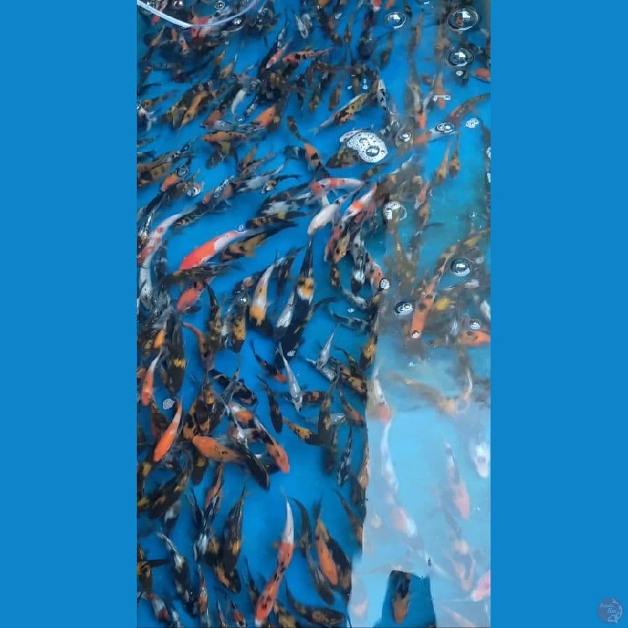 Bibit Showa Sanke Mix Ginrin 300 ekor