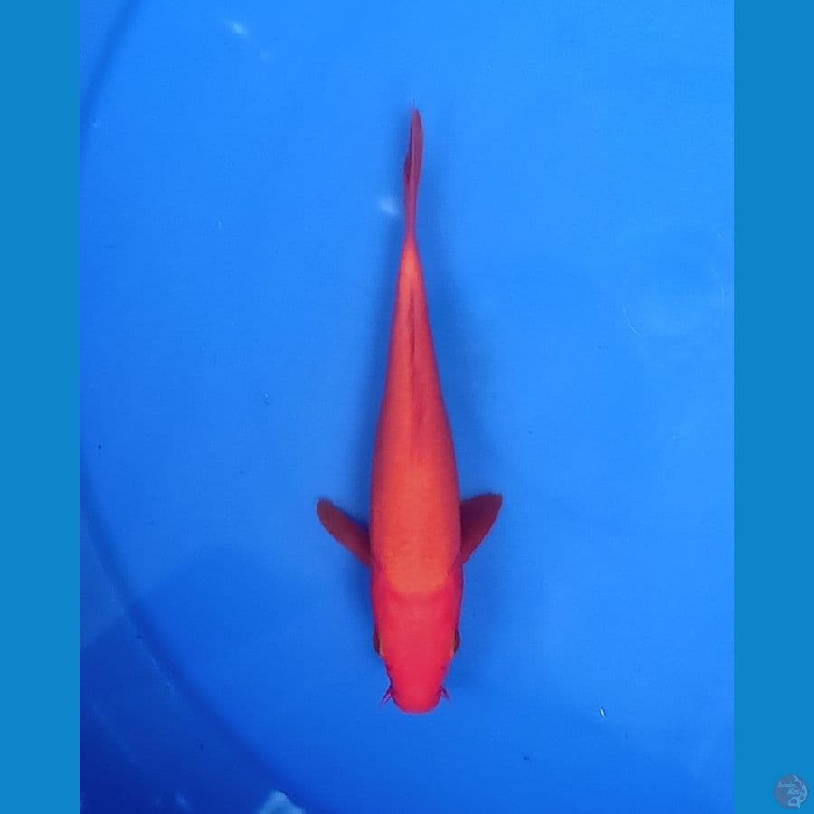 Benigoi | 19cm