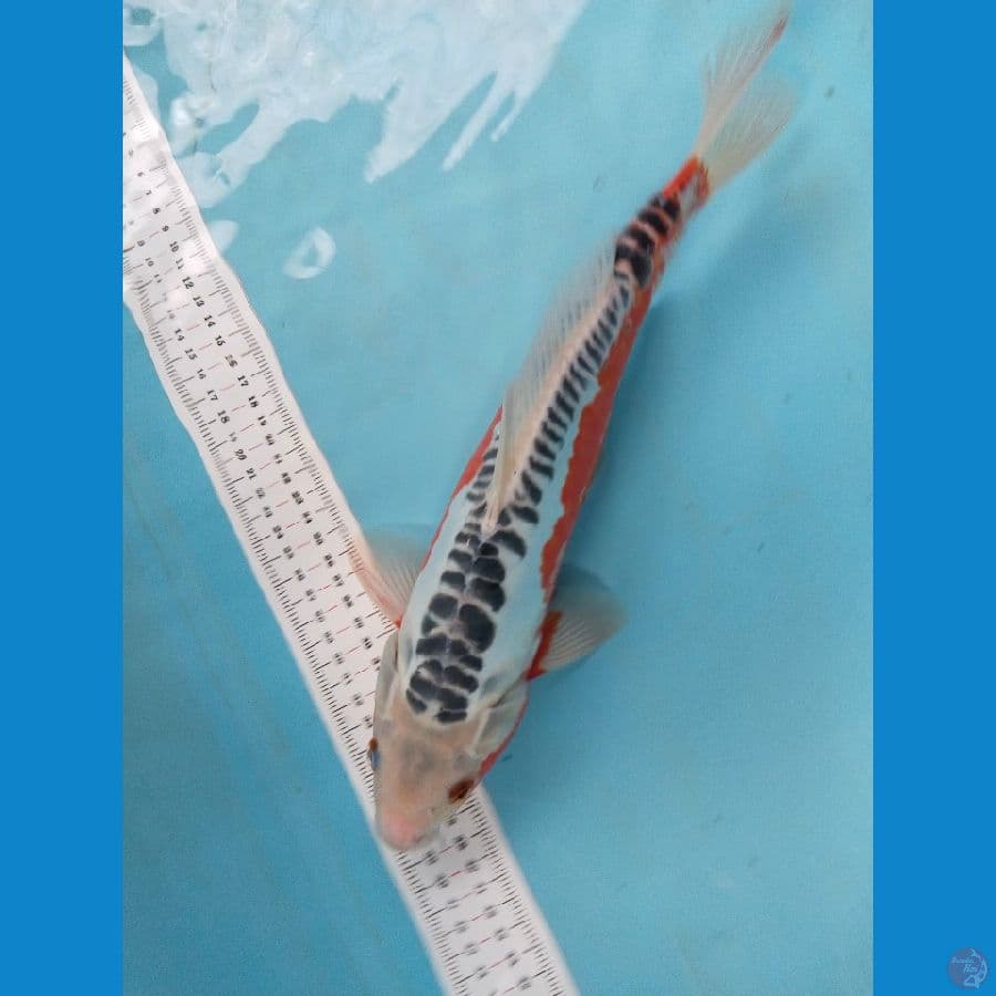 shusui 35cm jantan