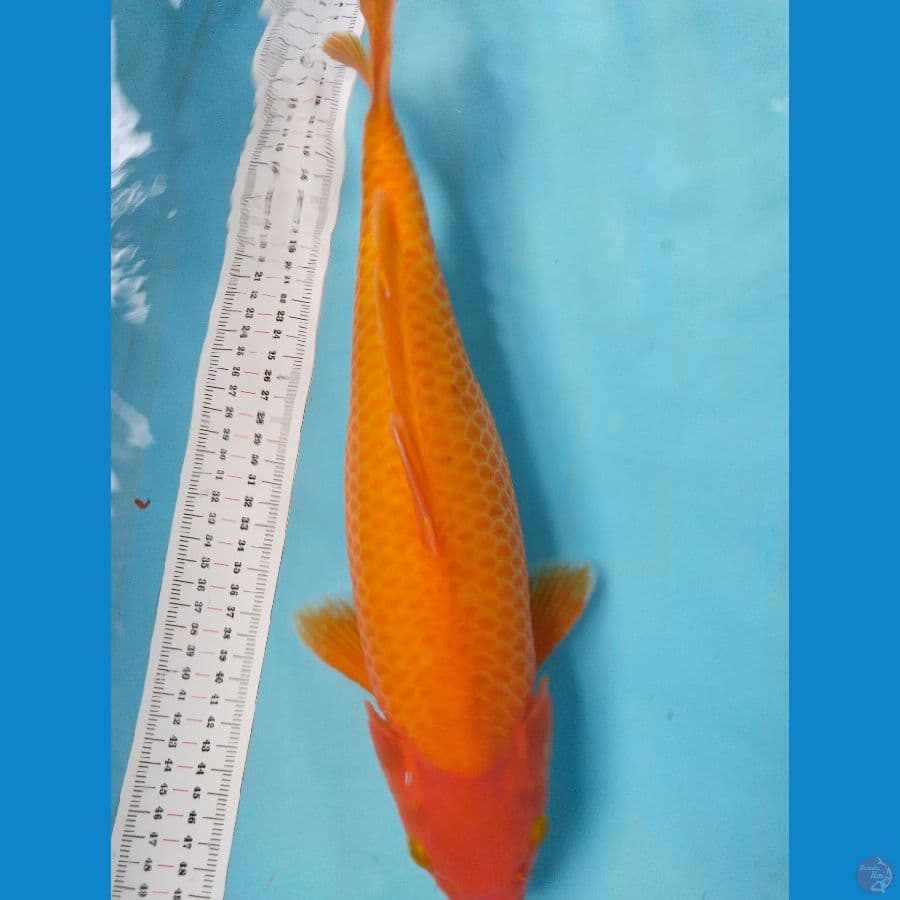 red karasi 41cm