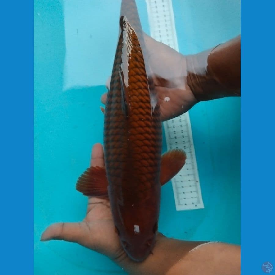 chagoi 45cm