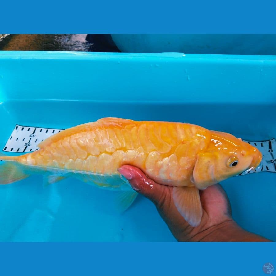 karasi sisik naga 34cm