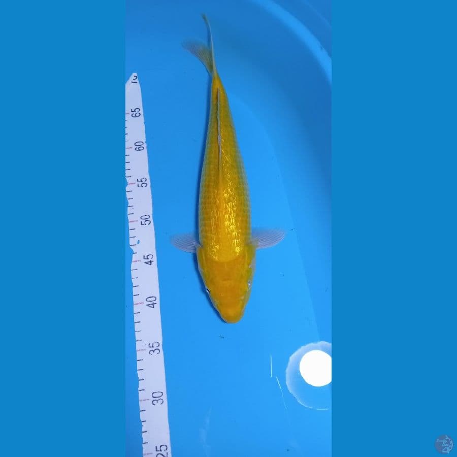 KARASI.GINDRIN 38 CM