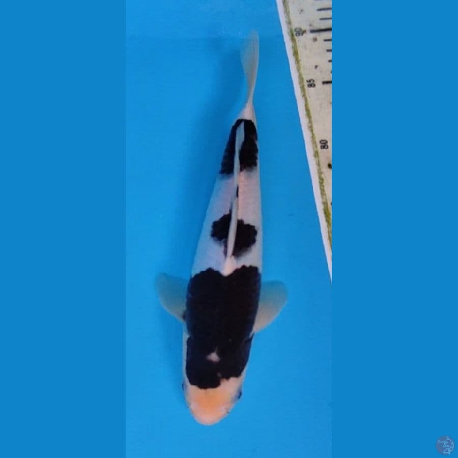 BUDO KOROMO 3 STEP ORIGINAL 25cm Male