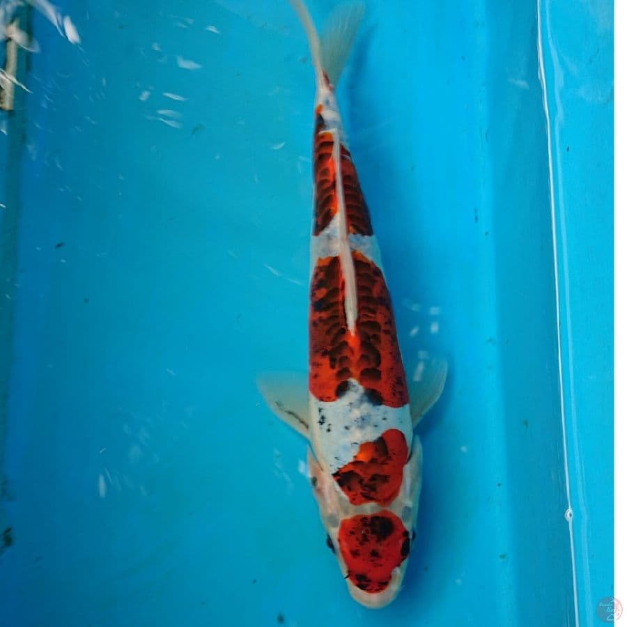 BENIKIKO 27 CM