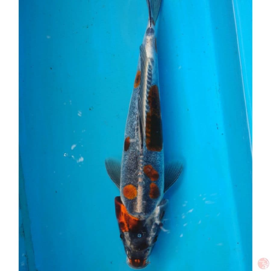 BENIKIKO 28 CM