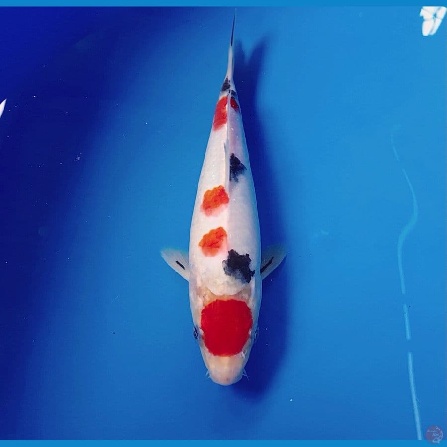 maruten sanke 25cm