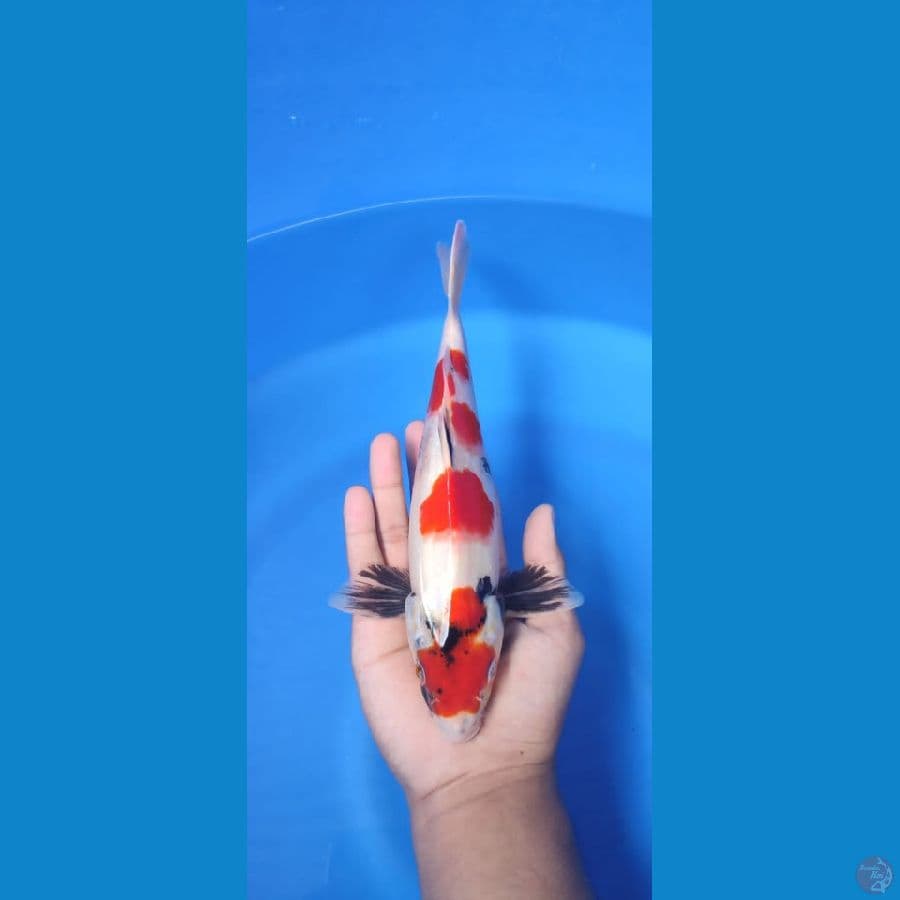 showaa 28 cm SQ