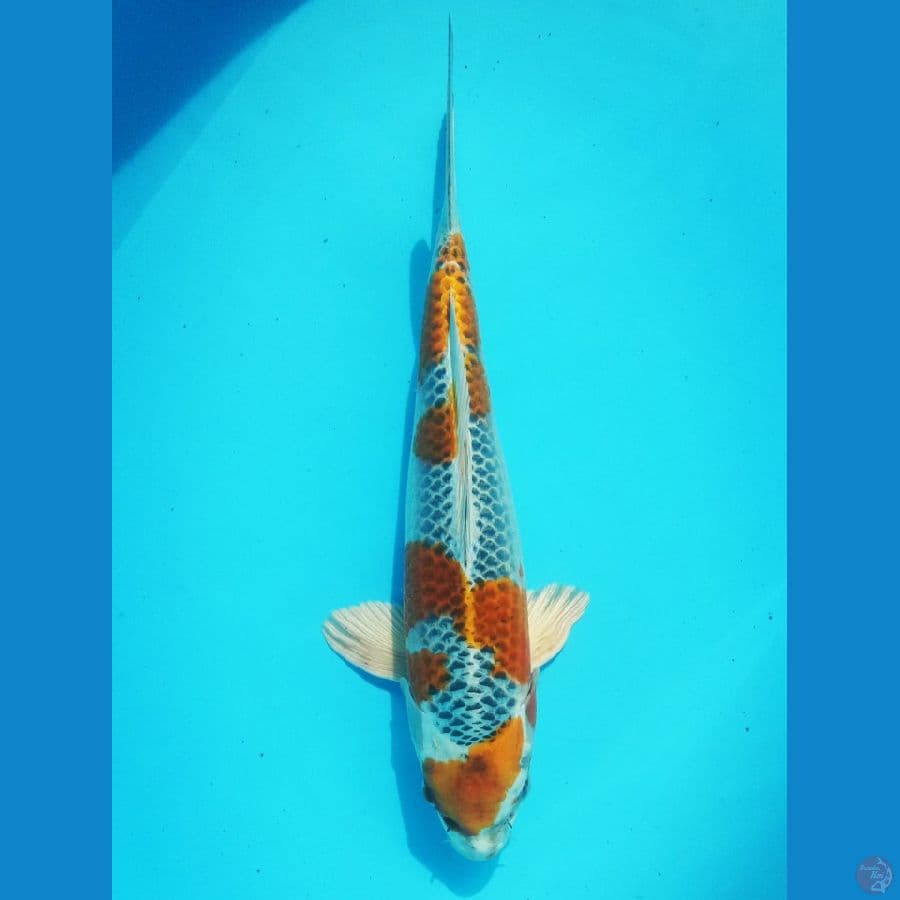 Male 37cm